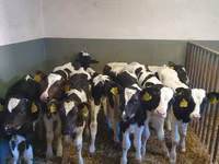 Bull, Russian Black pied cattle — photo 2