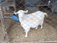 عنزة, Saanen goat — الصورة 1