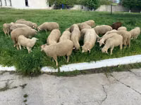Schaf, Schafe — Foto 5
