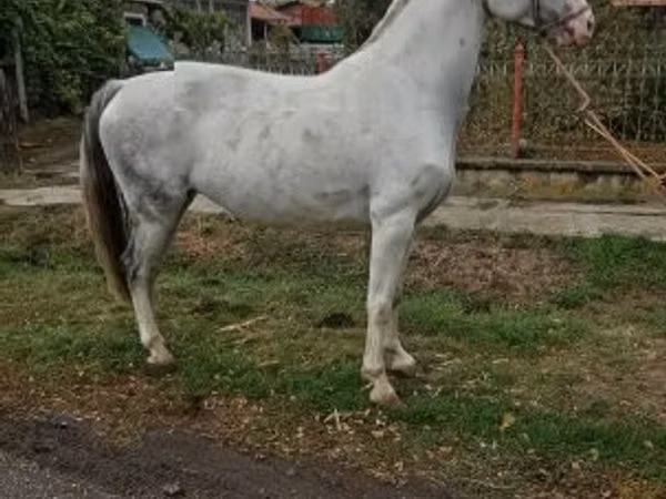 Азаргагүй морь, Hungarian horse breed