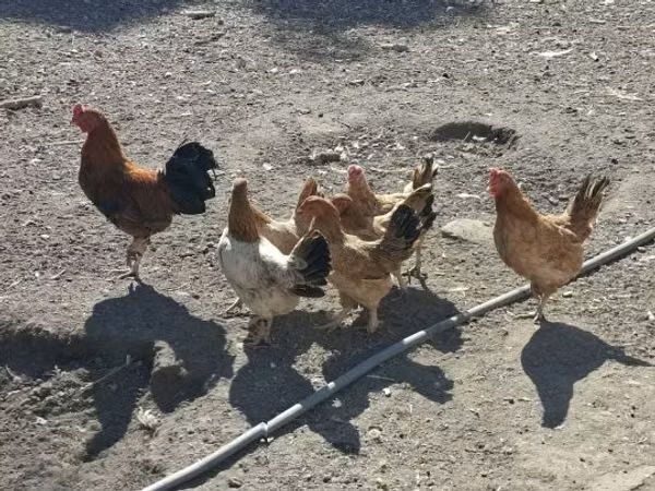 Chickens