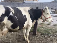 母牛, Holstein breed — 照片 5