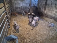 Säue, Schweine — Foto 3