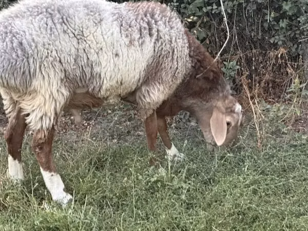 मेढ़ा, Rhon sheep