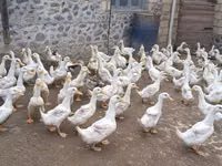 American Pekin — Foto 2