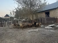 نعجة, Arashan sheep — الصورة 3