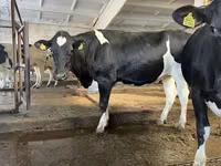母牛, Holstein breed — 照片 8