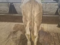 ثور, Simmental cattle — الصورة 3