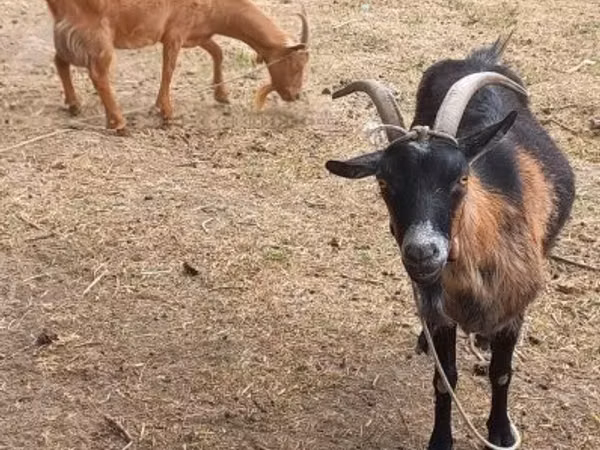 Cabra, Alpine goat