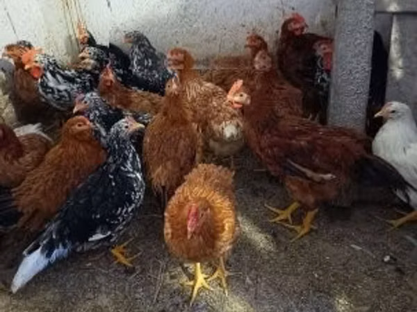 Chickens