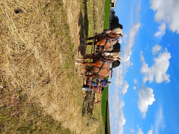 母马, National Show Horse