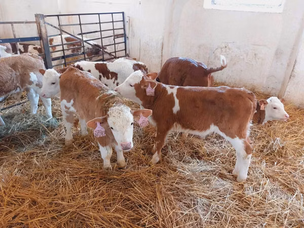 Bulle, Simmental cattle