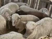 Хонь, Blackheaded Persian sheep — 7 зураг