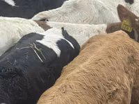 मवेशी (लॉट, लिंग निर्दिष्ट नहीं), Russian Black pied cattle — फ़ोटो 3