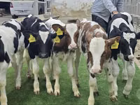牛只（批次，未指定性别）, Simmental cattle — 照片 6
