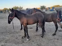 Caballo, Friesian — foto 4