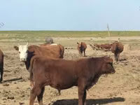 सांड, कल्मिक नस्ल — फ़ोटो 3