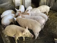 Pigs (batch, sex not specified), Pigs — photo 1