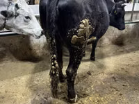 Cow, Cattle — photo 4