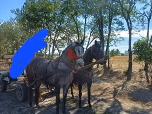 Yegua, Caballos