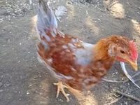 Chickens — 照片 5