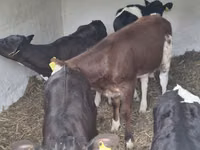 بقرة, Simmental cattle — الصورة 3