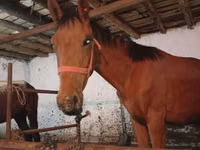 घोड़ा, Manipuri pony — फ़ोटो 2