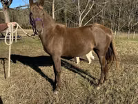 Mare, Rocky Mountain Horse — photo 4