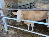 母牛, Charolais cattle — 照片 4