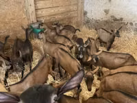 Ziege, Alpine goat — Foto 2