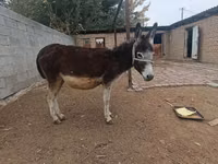 घोड़ी, घोड़े — फ़ोटो 3