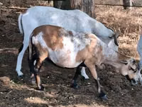 Schaf, Cameroon sheep — Foto 5
