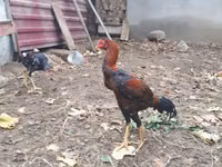 Chickens — फ़ोटो 5