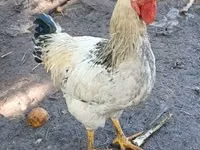 Chickens — 1 зураг