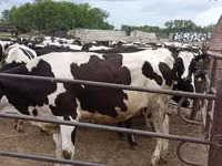 Vaca, Raza Holstein — foto 1