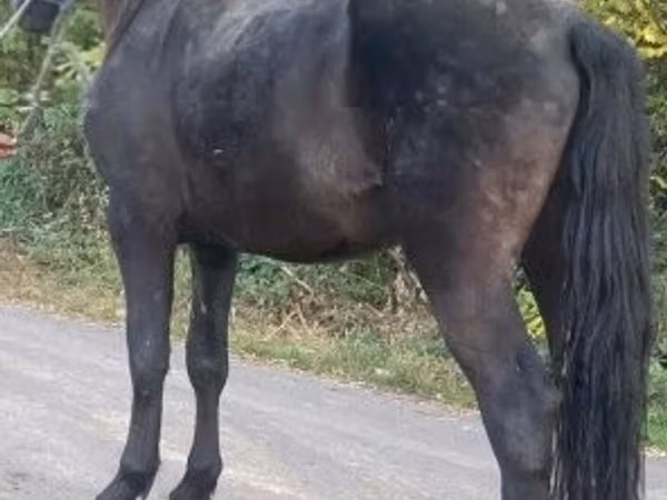 Horse (M), Horses