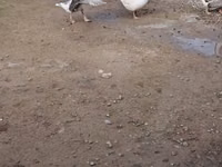 Geese — الصورة 3