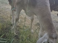 母羊, Afghan Arabi sheep — 照片 8
