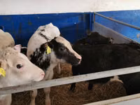 母牛, Russian Black pied cattle — 照片 4
