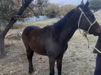 घोड़ा, Kazakh horse — फ़ोटो 3