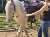 公马, Kentucky mountain daddle horse — 照片 7