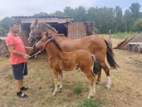 母马, Horses — 照片 2