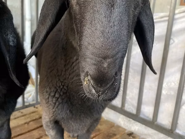 Ram, Jaidara sheep