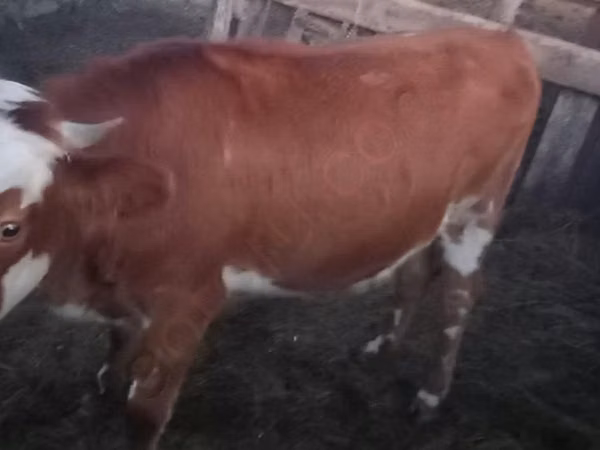 Bulle, Kasachische Weißkopfkuh