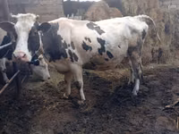 Bovinos (lote, sexo no especificado), Russian Black pied cattle — foto 3