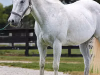 घोड़ा, National Show Horse — फ़ोटो 3