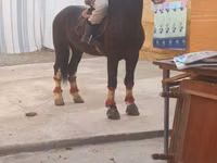 حصان, Russian warmblood — الصورة 2