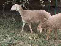Хонь, Arashan sheep — 1 зураг