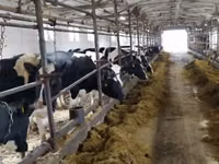 Kuh, Holstein-Rasse — Foto 3