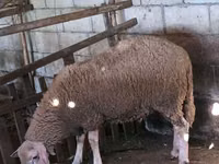 मेढ़ा, Lacaune sheep — फ़ोटो 5